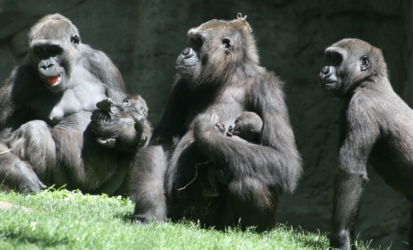 Western lowland gorilla Zoo Barcelona
